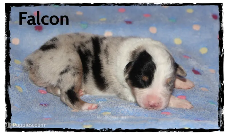 Falcon – Australian Shepherd puppy for sale in Clarksville, OH