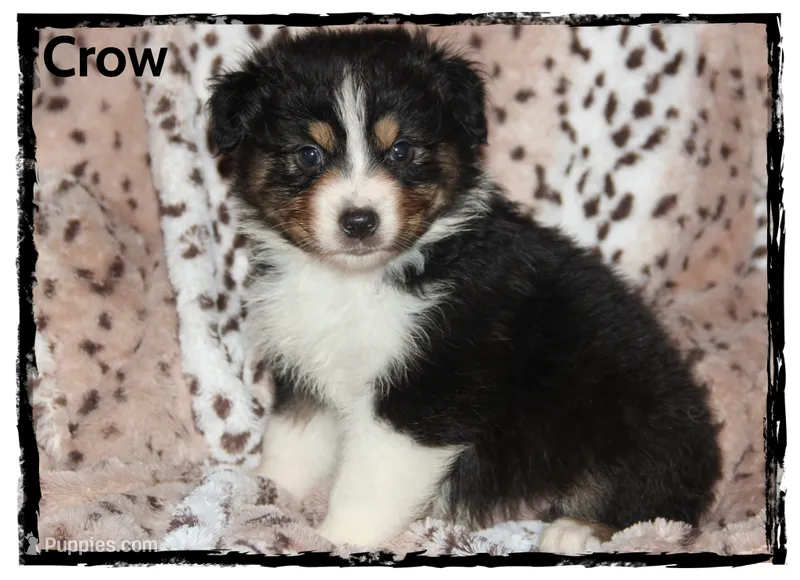 Crow – Australian Shepherd puppy for sale in Clarksville, OH