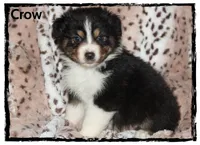 Crow, a male Australian Shepherd for sale in Clarksville, OH – 3 of 7