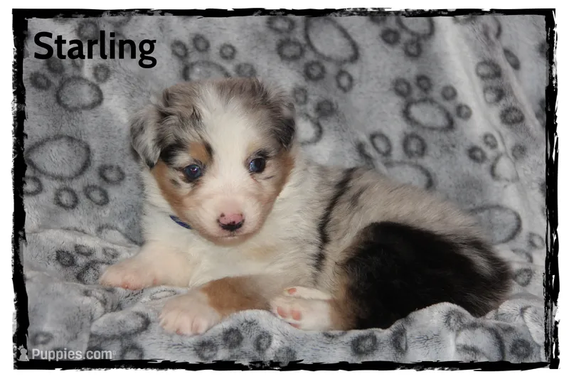 Starling – Australian Shepherd puppy for sale in Clarksville, OH