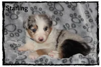 Starling, a male Australian Shepherd for sale in Clarksville, OH – 4 of 7