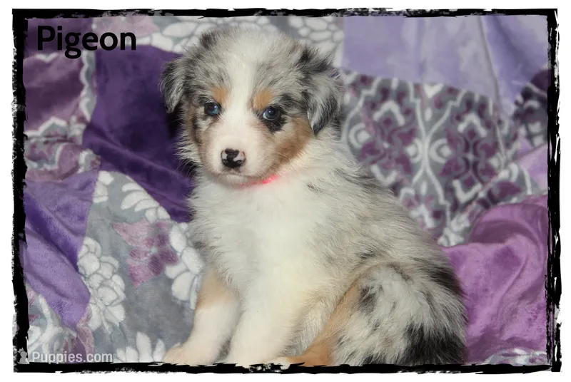 Pigeon – Australian Shepherd puppy for sale in Clarksville, OH