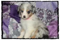 Pigeon, a female Australian Shepherd for sale in Clarksville, OH – 3 of 7