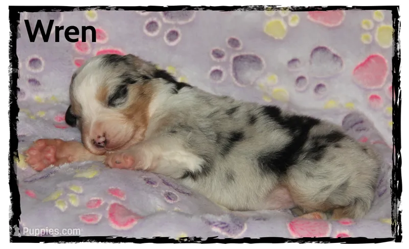 Wren – Australian Shepherd puppy for sale in Clarksville, OH