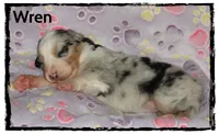 Wren, a female Australian Shepherd for sale in Clarksville, OH – 6 of 7