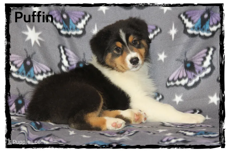 Puffin – Australian Shepherd puppy for sale in Clarksville, OH