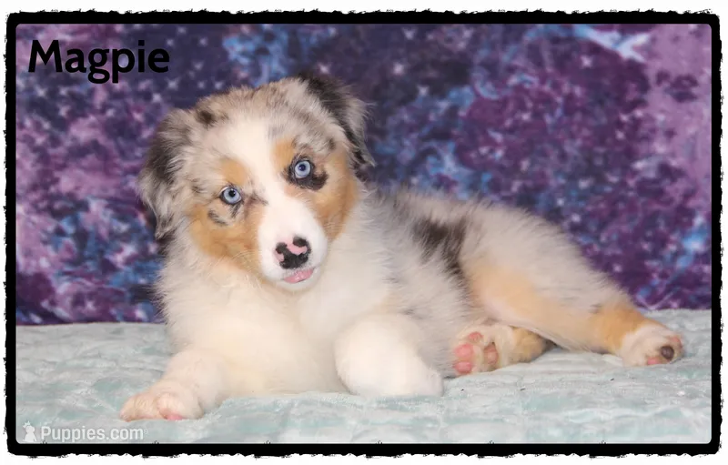 Magpie – Australian Shepherd puppy for sale in Clarksville, OH