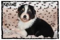 Kestrel, a male Australian Shepherd for sale in Clarksville, OH – 5 of 7