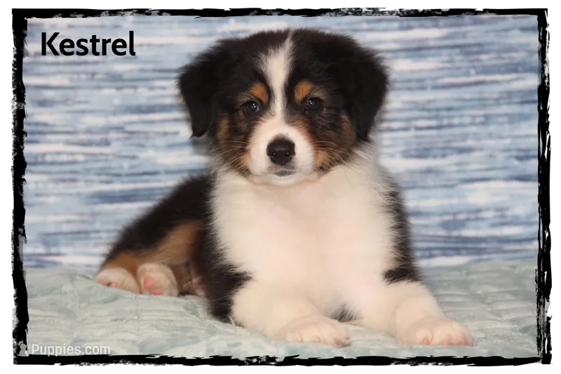 Kestrel – Australian Shepherd puppy for sale in Clarksville, OH