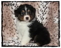 Puffin, a male Australian Shepherd for sale in Clarksville, OH – 3 of 7