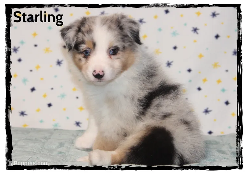 Starling – Australian Shepherd puppy for sale in Clarksville, OH