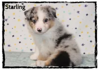 Starling, a male Australian Shepherd for sale in Clarksville, OH – 2 of 7