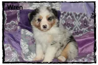 Wren, a female Australian Shepherd for sale in Clarksville, OH – 3 of 7