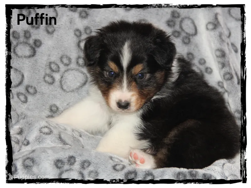 Puffin – Australian Shepherd puppy for sale in Clarksville, OH