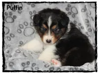 Puffin, a male Australian Shepherd for sale in Clarksville, OH – 4 of 7
