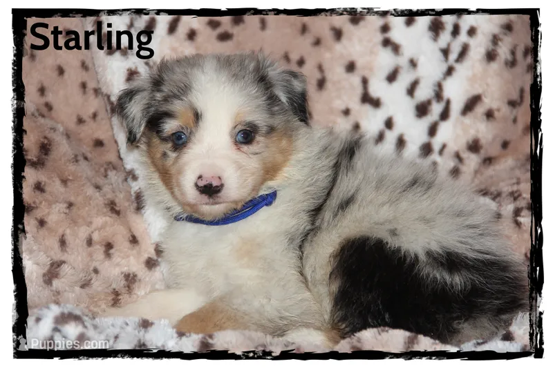 Starling – Australian Shepherd puppy for sale in Clarksville, OH