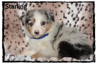 Starling, a male Australian Shepherd for sale in Clarksville, OH – 3 of 7