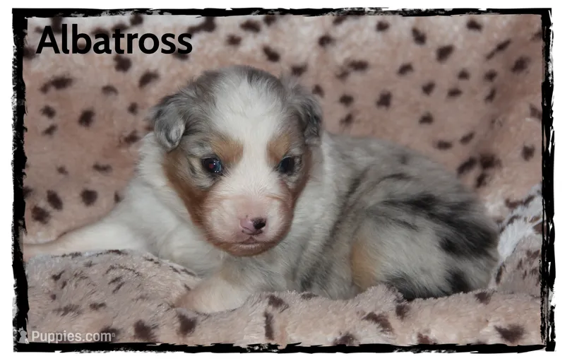 Albatross – Australian Shepherd puppy for sale in Clarksville, OH