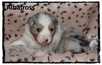 Albatross, a male Australian Shepherd for sale in Clarksville, OH – 5 of 7
