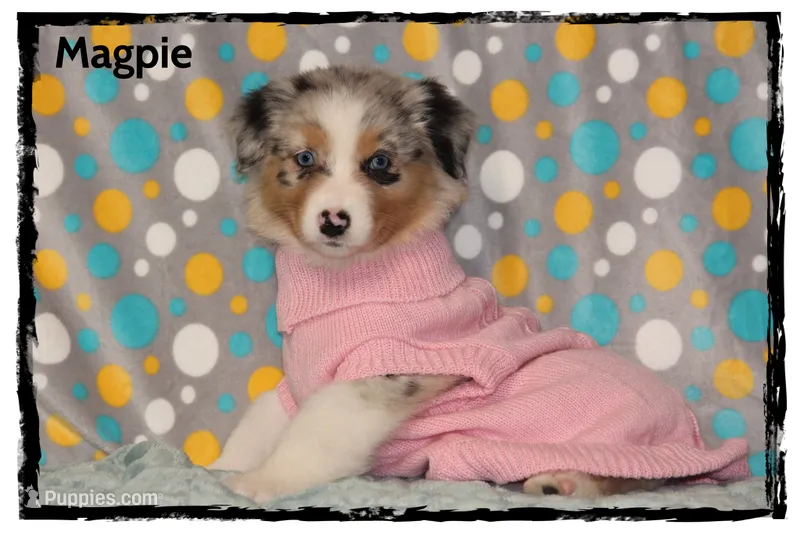 Magpie – Australian Shepherd puppy for sale in Clarksville, OH