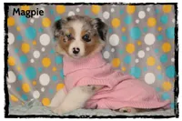 Magpie, a female Australian Shepherd for sale in Clarksville, OH – 1 of 7