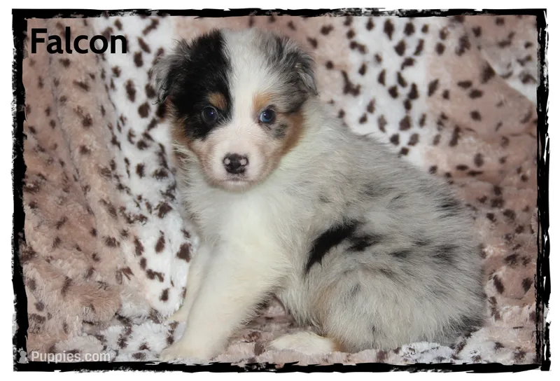 Falcon – Australian Shepherd puppy for sale in Clarksville, OH