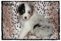 Falcon, a male Australian Shepherd for sale in Clarksville, OH – 3 of 7