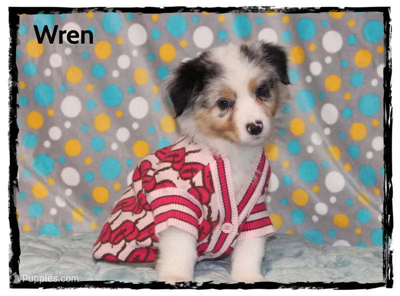 Wren – Australian Shepherd puppy for sale in Clarksville, OH