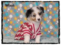 Wren, a female Australian Shepherd for sale in Clarksville, OH – 1 of 7