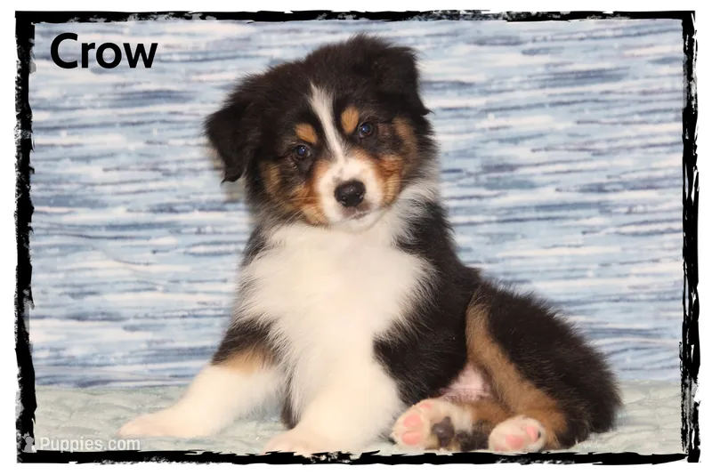 Crow – Australian Shepherd puppy for sale in Clarksville, OH