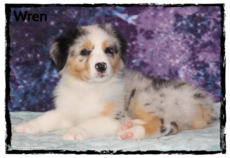 Wren – Australian Shepherd puppy for sale in Clarksville, OH