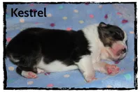 Kestrel, a male Australian Shepherd for sale in Clarksville, OH – 1 of 1