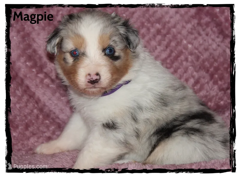 Magpie – Australian Shepherd puppy for sale in Clarksville, OH