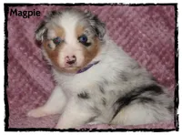 Magpie, a female Australian Shepherd for sale in Clarksville, OH – 4 of 7