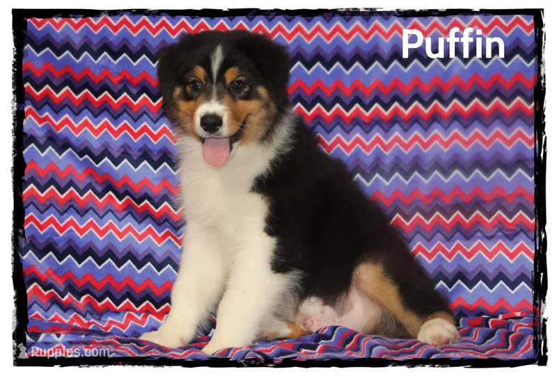 Puffin – Australian Shepherd puppy for sale in Clarksville, OH