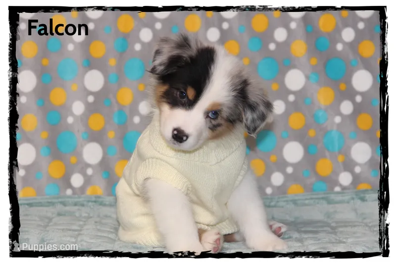 Falcon – Australian Shepherd puppy for sale in Clarksville, OH