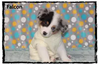Falcon, a male Australian Shepherd for sale in Clarksville, OH – 1 of 7