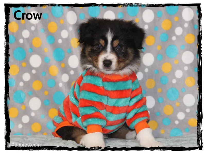 Crow – Australian Shepherd puppy for sale in Clarksville, OH