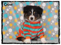 Crow, a male Australian Shepherd for sale in Clarksville, OH – 1 of 7