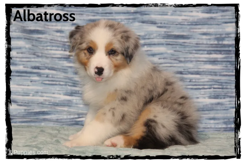 Albatross – Australian Shepherd puppy for sale in Clarksville, OH