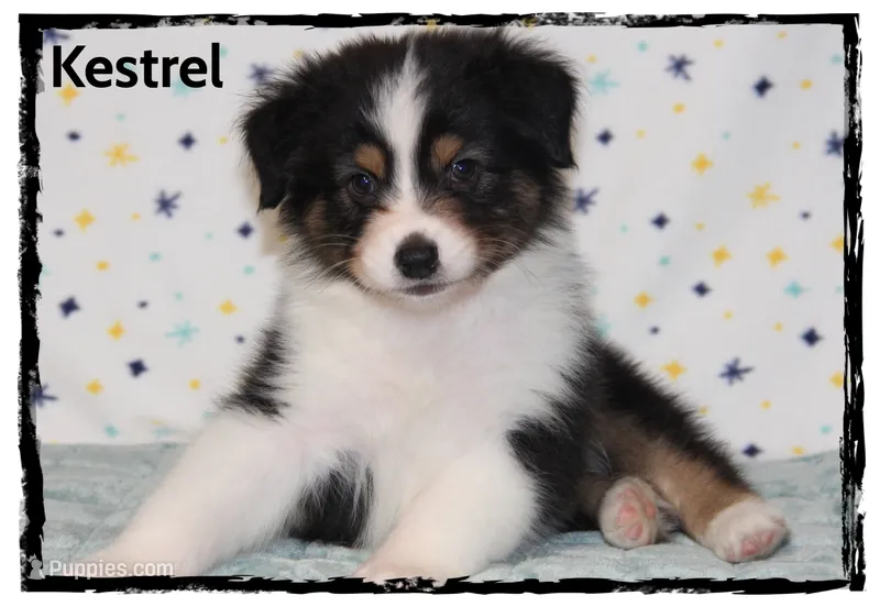 Kestrel – Australian Shepherd puppy for sale in Clarksville, OH