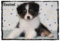 Kestrel, a male Australian Shepherd for sale in Clarksville, OH – 2 of 7