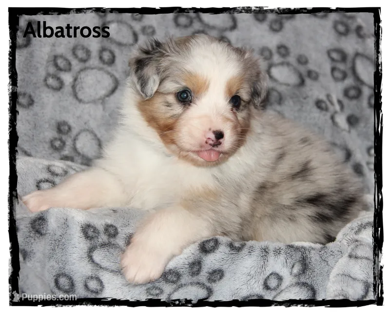 Albatross – Australian Shepherd puppy for sale in Clarksville, OH