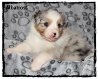 Albatross, a male Australian Shepherd for sale in Clarksville, OH – 4 of 7
