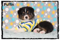 Puffin, a male Australian Shepherd for sale in Clarksville, OH – 1 of 7