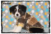 Kestrel, a male Australian Shepherd for sale in Clarksville, OH – 1 of 7