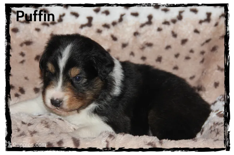 Puffin – Australian Shepherd puppy for sale in Clarksville, OH