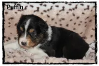 Puffin, a male Australian Shepherd for sale in Clarksville, OH – 5 of 7