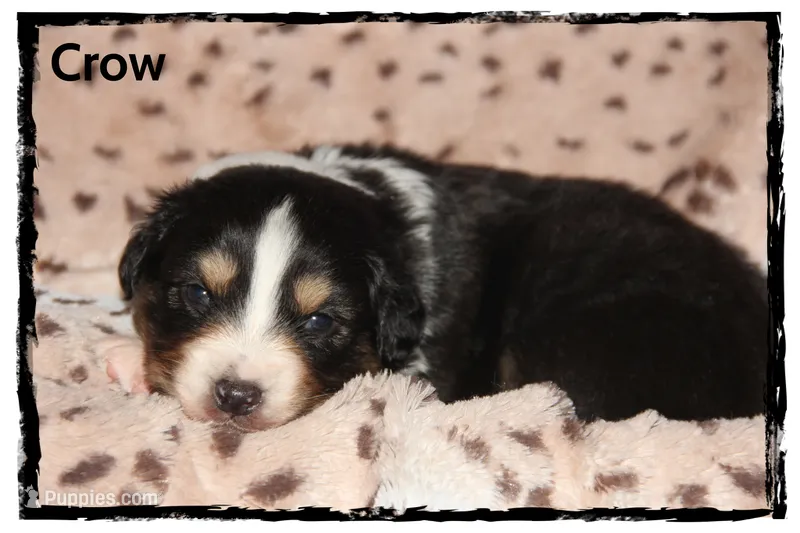 Crow – Australian Shepherd puppy for sale in Clarksville, OH