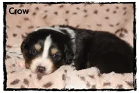 Crow, a male Australian Shepherd for sale in Clarksville, OH – 5 of 7